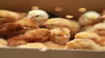 سعر اليوم.. الكتكوت الأبيض مستقر في بورصة الدواجن الخميس